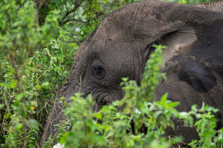 20260624 092712 Arusha, Nationalpark, Safari, Tansania DSC1765
