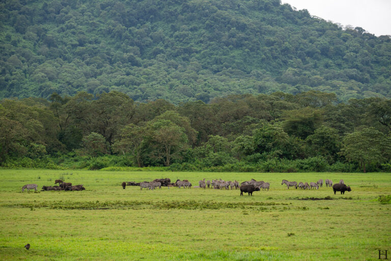 20260624 093501 Arusha, Nationalpark, Safari, Tansania DSC1775