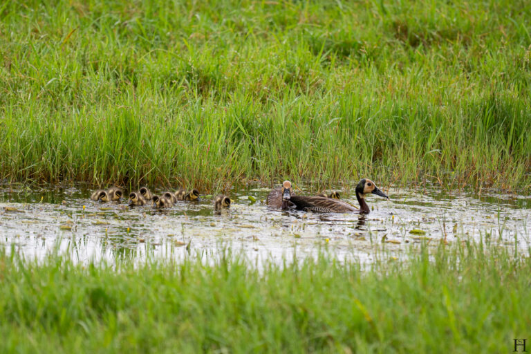 20260624 093556 Arusha, Nationalpark, Safari, Tansania DSC1778