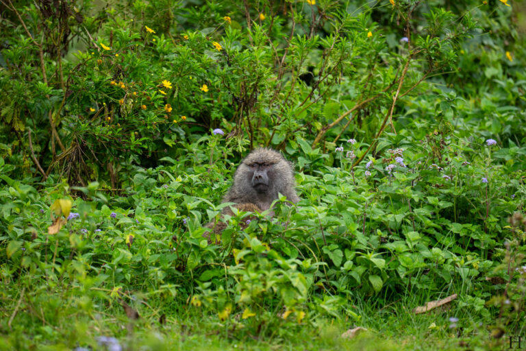 20260624 100755 Arusha, Nationalpark, Safari, Tansania DSC1802