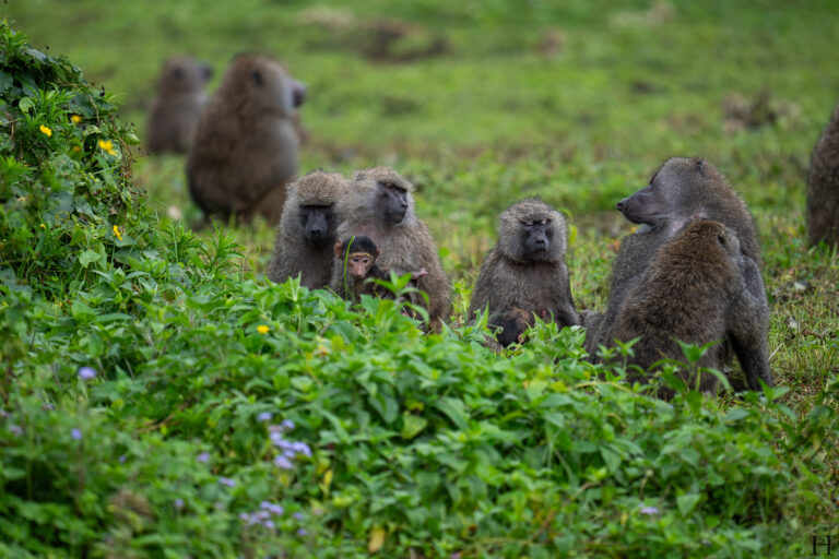 20260624 101101 Arusha, Nationalpark, Safari, Tansania DSC1835