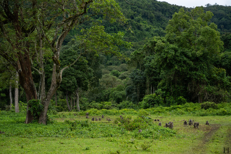 20260624 101528 Arusha, Nationalpark, Safari, Tansania DSC9234