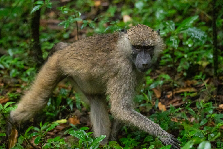 20260624 102556 Arusha, Nationalpark, Safari, Tansania DSC1902