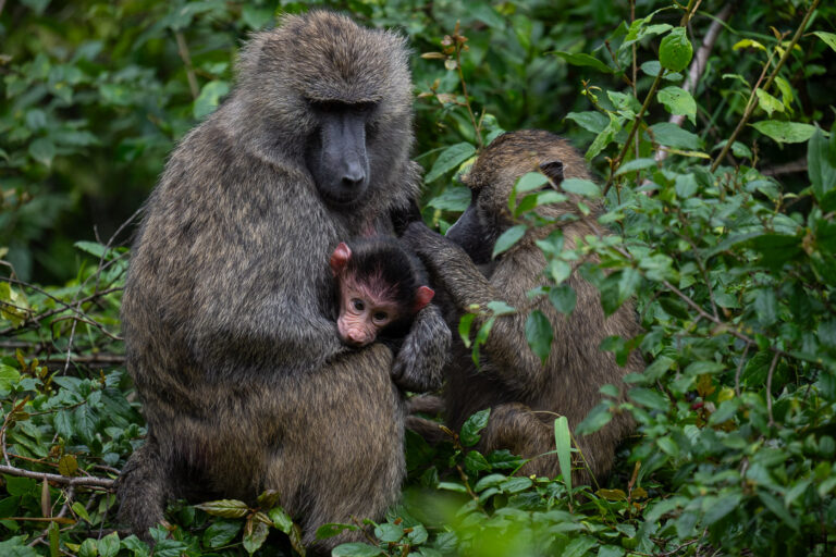 20260624 103546 Arusha, Nationalpark, Safari, Tansania DSC1926