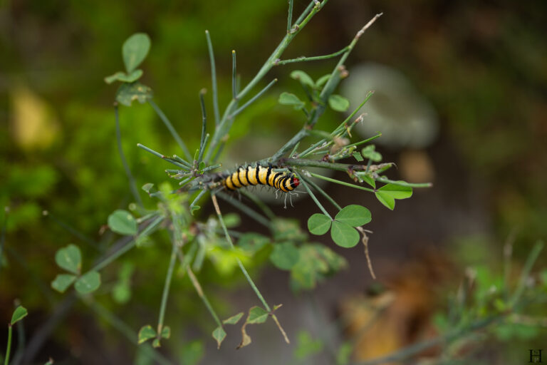 20260624 110137 Arusha, Nationalpark, Safari, Tansania DSC9241