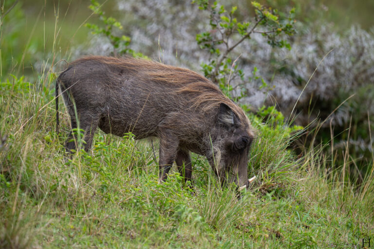 20260624 111551 Arusha, Nationalpark, Safari, Tansania DSC1979