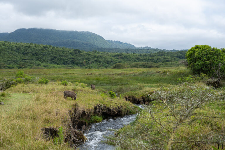 20260624 111643 Arusha, Nationalpark, Safari, Tansania DSC9249