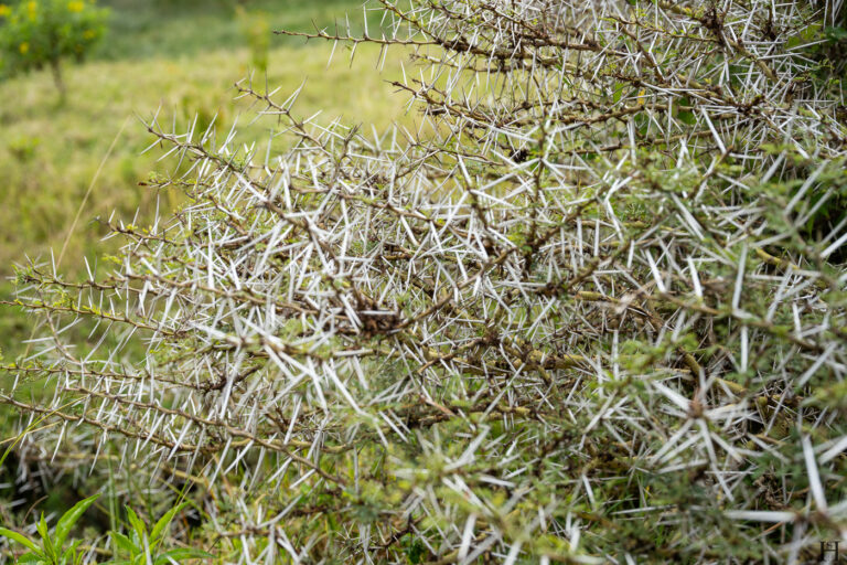 20260624 112212 Arusha, Nationalpark, Safari, Tansania DSC9257