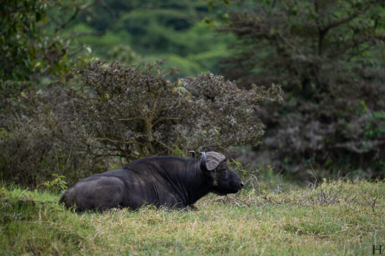 20260624 113126 Arusha, Nationalpark, Safari, Tansania DSC2008