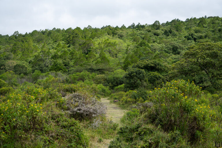 20260624 113637 Arusha, Nationalpark, Safari, Tansania DSC9260