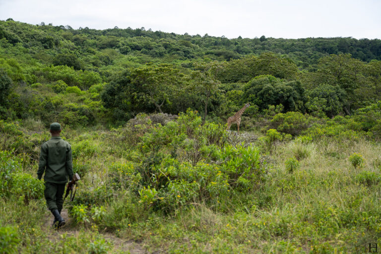 20260624 114443 Arusha, Nationalpark, Safari, Tansania DSC9265