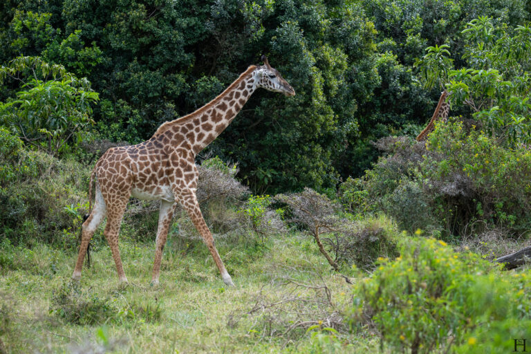 20260624 114625 Arusha, Nationalpark, Safari, Tansania DSC2035