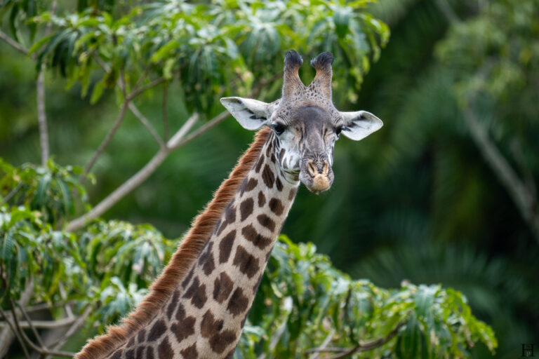 20260624 114816 Arusha, Nationalpark, Safari, Tansania DSC2046