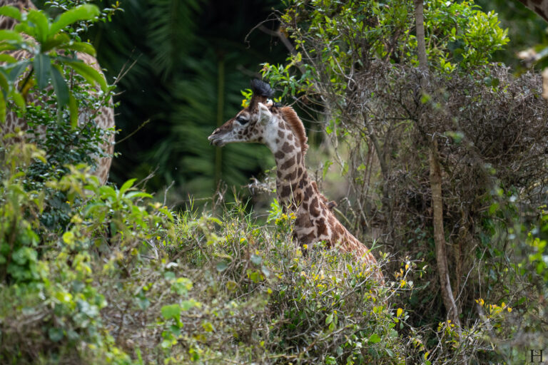 20260624 114952 Arusha, Nationalpark, Safari, Tansania DSC2087