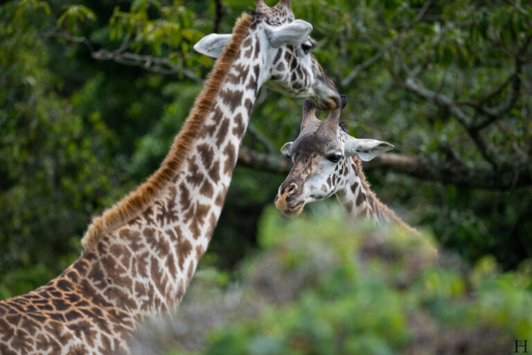 20260624 115250 Arusha, Nationalpark, Safari, Tansania DSC2125