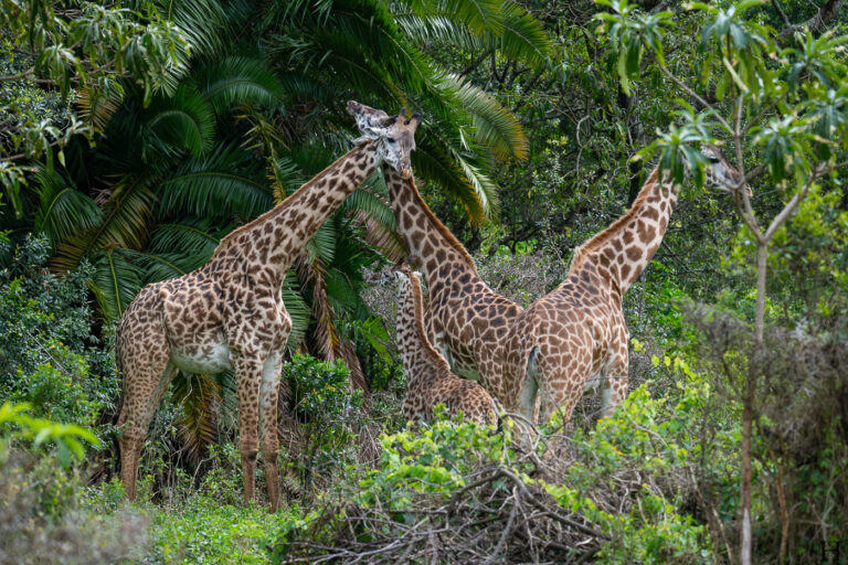 20260624 115312 Arusha, Nationalpark, Safari, Tansania DSC2133