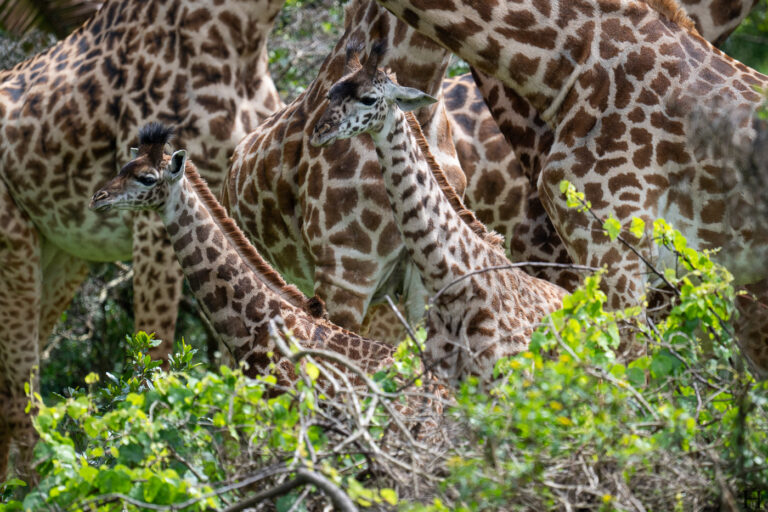 20260624 115739 Arusha, Nationalpark, Safari, Tansania DSC2233
