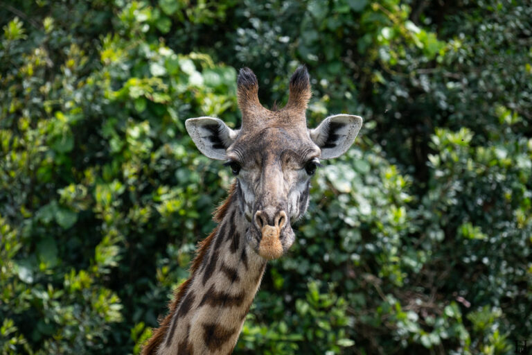 20260624 120008 Arusha, Nationalpark, Safari, Tansania DSC2266