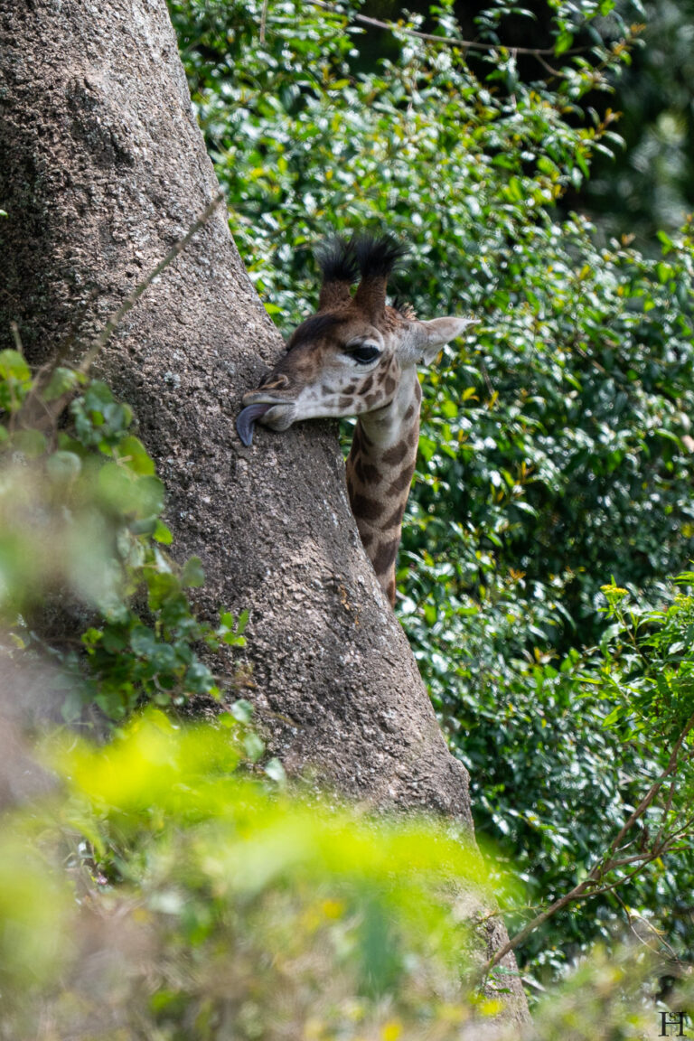 20260624 120237 Arusha, Nationalpark, Safari, Tansania DSC2301