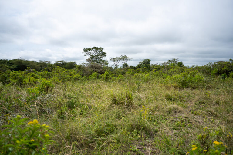 20260624 120635 Arusha, Nationalpark, Safari, Tansania DSC9301