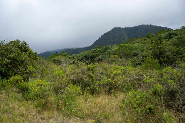20260624 120755 Arusha, Nationalpark, Safari, Tansania DSC9304