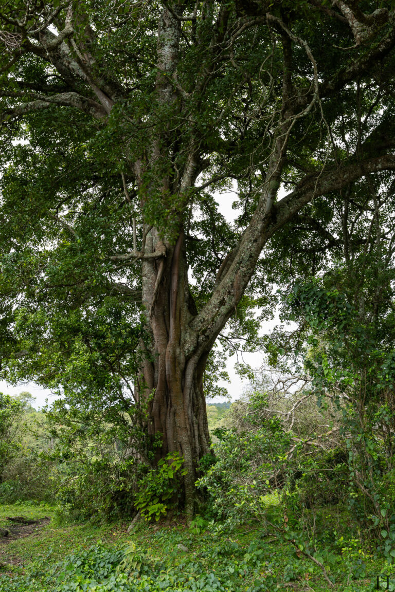 20260624 123254 Arusha, Nationalpark, Safari, Tansania DSC9319