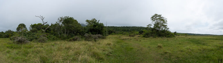 20260624 123816 Arusha, Nationalpark, Safari, Tansania DSC9321 Pano