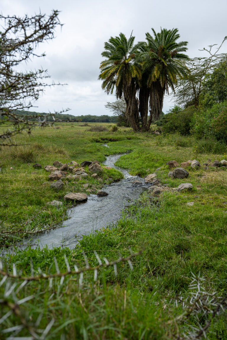20260624 124021 Arusha, Nationalpark, Safari, Tansania DSC9336