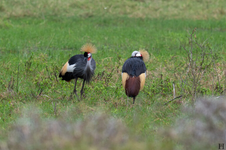 20260624 133028 Arusha, Nationalpark, Safari, Tansania DSC2402