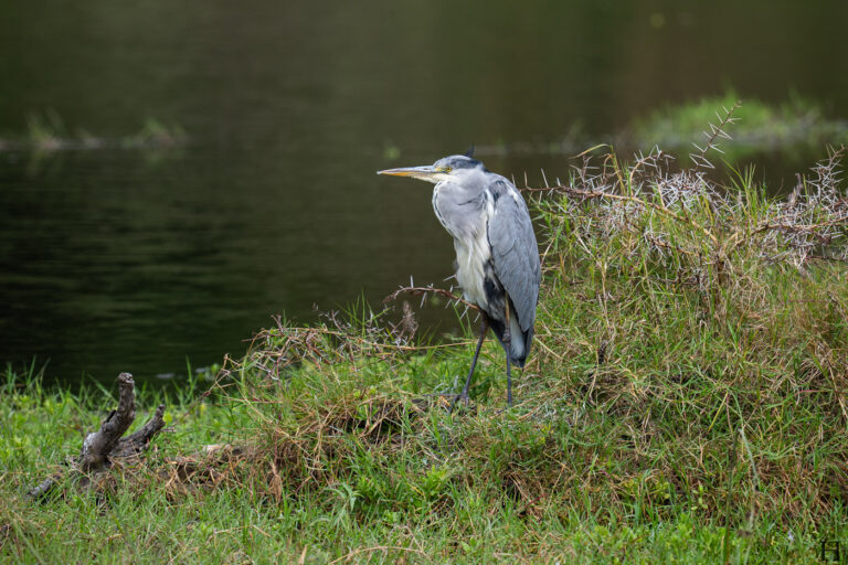 20260624 133419 Arusha, Nationalpark, Safari, Tansania DSC2417