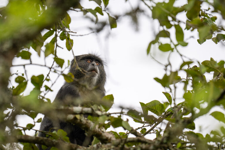 20260624 154044 Arusha, Nationalpark, Safari, Tansania DSC2445