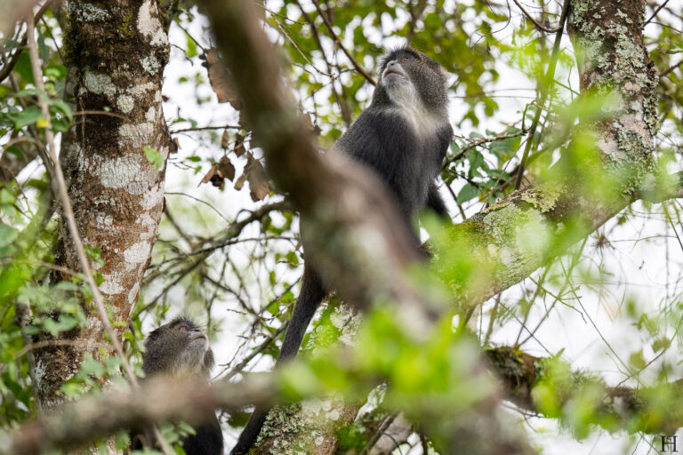 20260624 154450 Arusha, Nationalpark, Safari, Tansania DSC2504